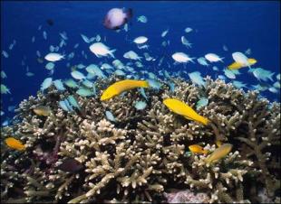 深海生态系统未知物种记录